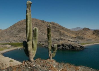 Organizaciones advierten de daños al Golfo de California por proyecto de gas natural de México y EEUU