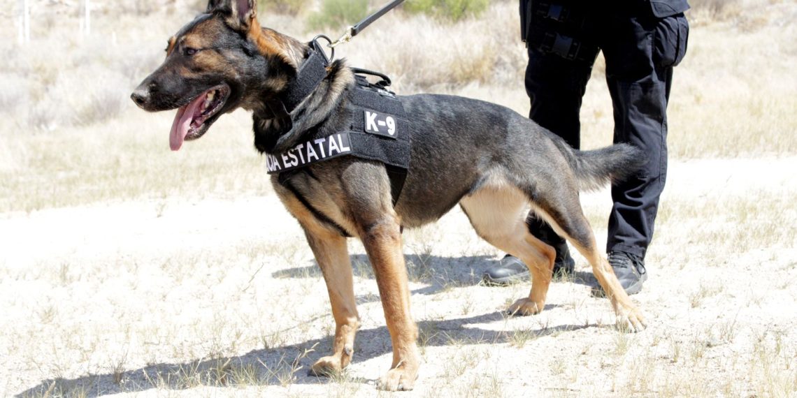 Participan binomios caninos de la Policía Estatal en operativos contra el delito