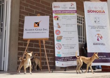 El Gobierno de Sonora refuerza el bienestar animal con esterilizaciones en HMO y Sahuaripa