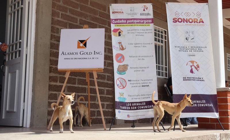 El Gobierno de Sonora refuerza el bienestar animal con esterilizaciones en HMO y Sahuaripa