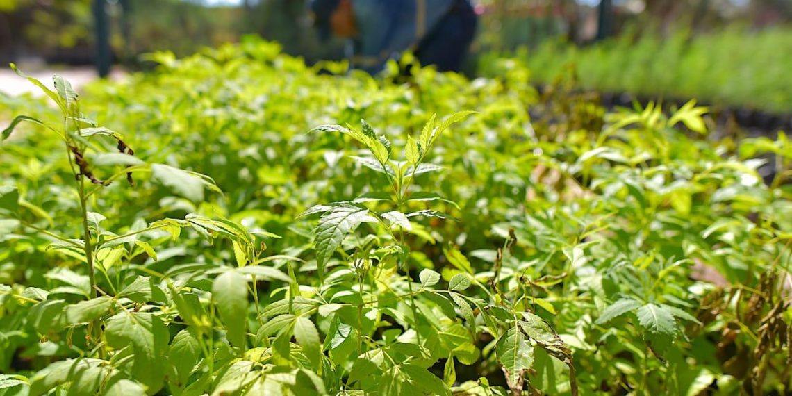 Se obsequiarán árboles nativos el próximo viernes en el Vivero Municipal