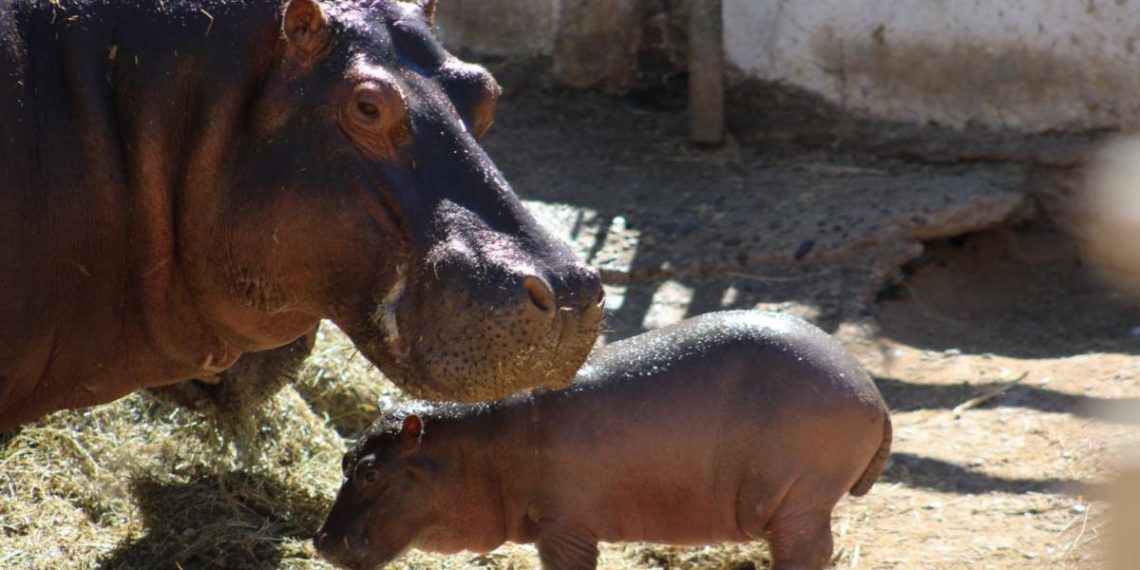 Nace cría de hipopótamo en el Centro Ecológico de Sonora 
