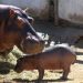 Nace cría de hipopótamo en el Centro Ecológico de Sonora