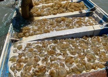 Favorece Gobierno de Sonora a pescadores con asistencia técnica y de organización en el Golfo de Santa Clara