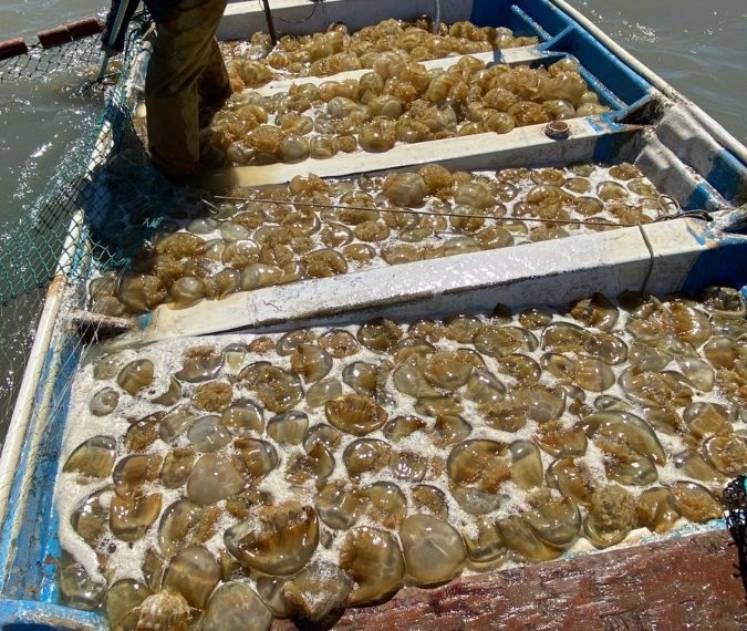 Favorece Gobierno de Sonora a pescadores con asistencia técnica y de organización en el Golfo de Santa Clara