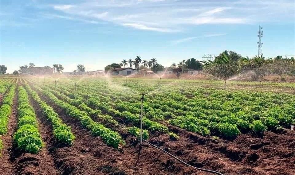 Afecta crisis hídrica a 63% de los cultivos