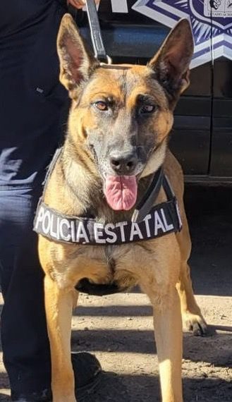 Binomios caninos del Gobierno de Sonora realizan operativo en Hermosillo: SSP