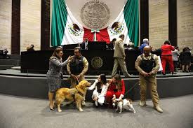 Diputados aprueban reformas en materia de protección de animales