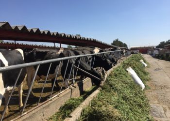 Piden a Sader pausar importación de ganado de Centroamérica para frenar al gusano barrenador