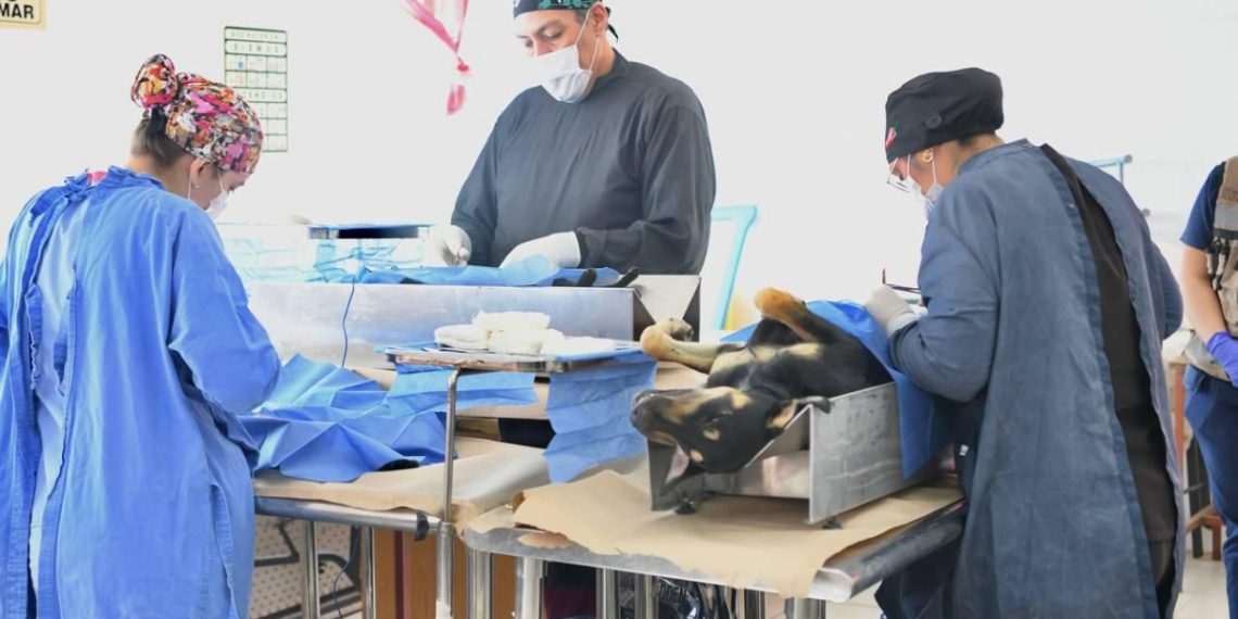 Lleva Gobernador Durazo atenciones veterinarias gratuitas y cirugías de esterilización al norte de Hermosillo