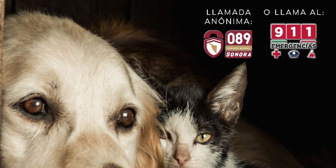Exhorta Gobierno de Sonora a reportar el maltrato animal a la línea 9-1-1 y 089