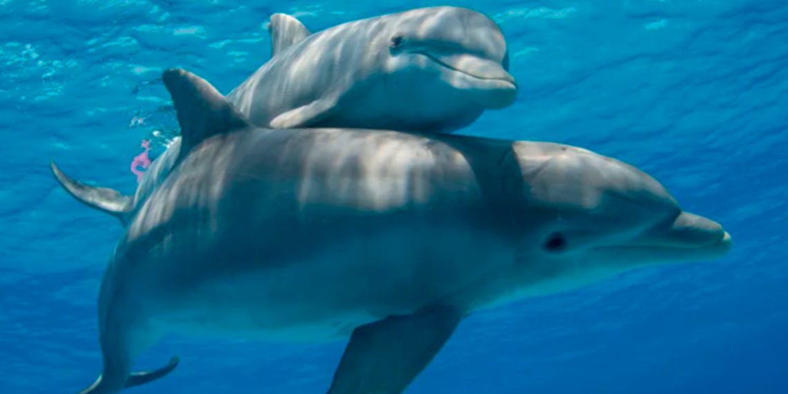 Delfines del Golfo de México dan positivo a fentanilo