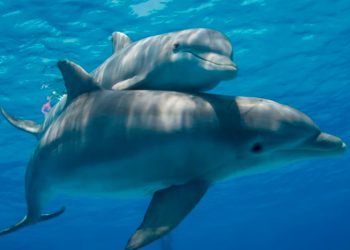 Delfines del Golfo de México dan positivo a fentanilo