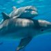 Delfines del Golfo de México dan positivo a fentanilo