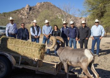 Contribuye Gobierno de Sonora a recuperación del borrego cimarrón con liberación de 20 animales: Celida López
