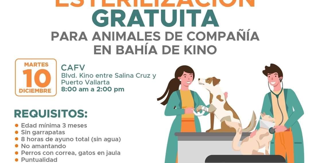 Ofrecerá Gobierno Municipal jornada gratuita de esterilización de animales de compañía en Bahía de Kino