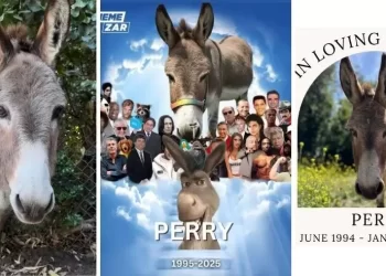 Muere “Perry”, el burro que inspiró a personaje de Shrek, a los 30 años