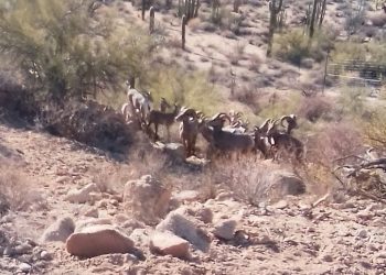 Exitosa la introducción de borrego cimarrón en la sierra: Celida López