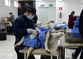 Inicia el año Gobierno de Sonora con jornadas de esterilización canina y felina