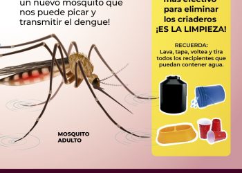 Gobierno de Sonora mantiene baja incidencia de casos de dengue: SSP