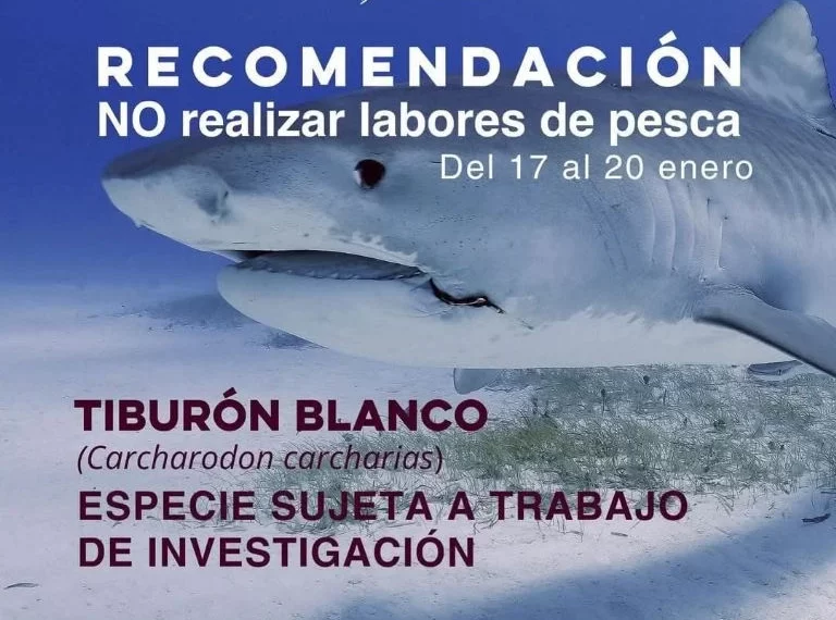 Suspenden buceo en Yávaros por investigación a tiburones
