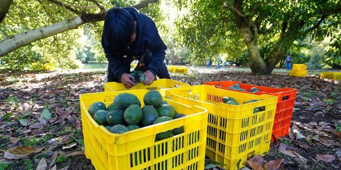 Aguacateros mexicanos quieren diversificar sus exportaciones ante los aranceles de EU