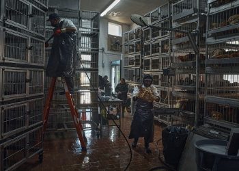 Mercados se apresuran a vender pollos tras orden de cerrar debido a gripe aviar