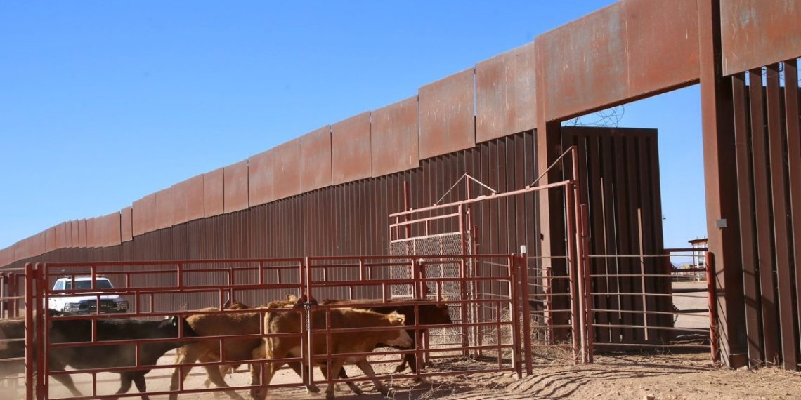 Gestiones del Gobernador Durazo reanudan en Sonora la exportación de ganado a Estados Unidos