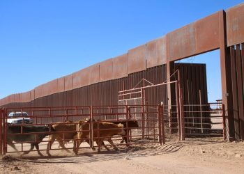 Gestiones del Gobernador Durazo reanudan en Sonora la exportación de ganado a Estados Unidos
