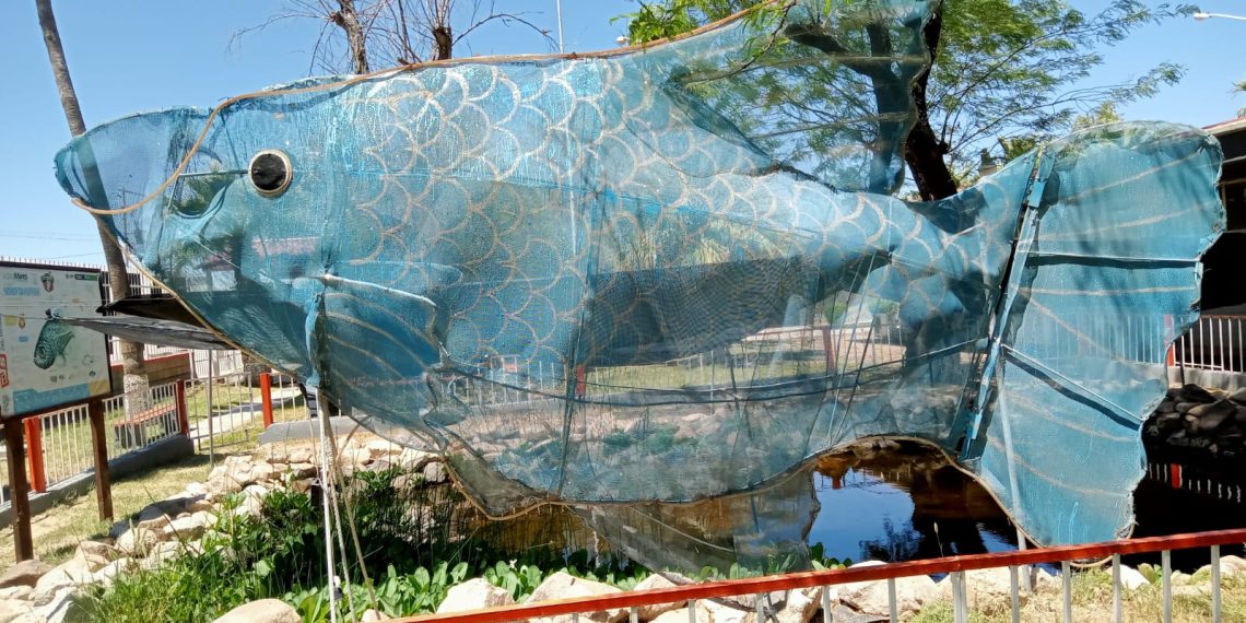 Contribuye Cobach Sonora a la protección exitosa de especie endémica de pez