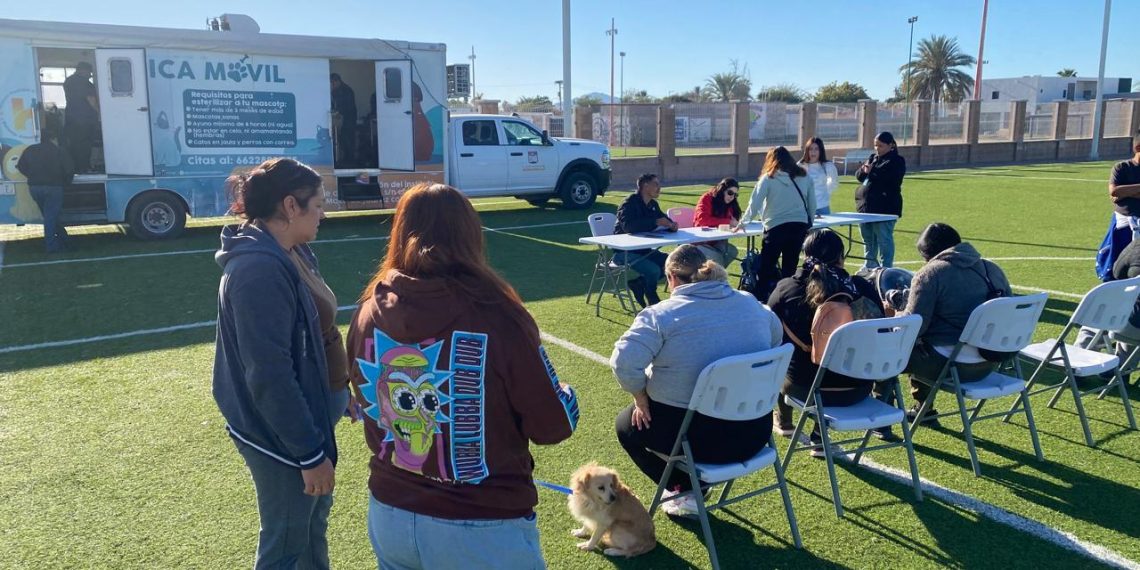 Esteriliza gratis Gobierno de Hermosillo y organización civil a 96 mascotas en Bahía de Kino