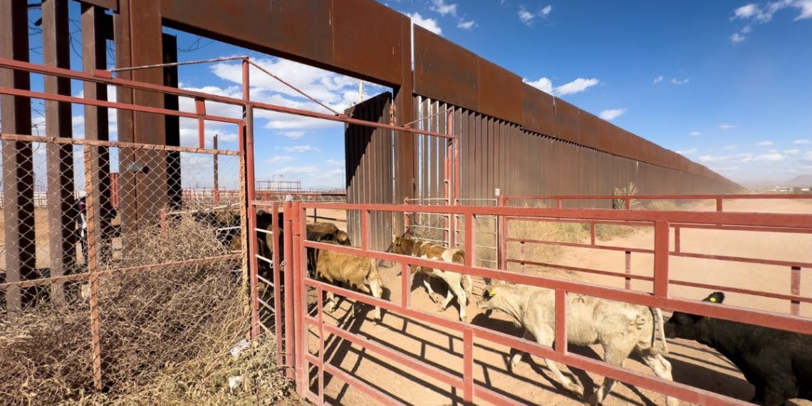 Se reactiva cruce total de ganado por frontera de Sonora