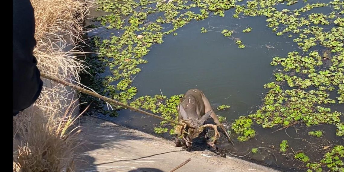Policía Estatal rescata a venado atrapado en canal de riego en Huatabampo.
