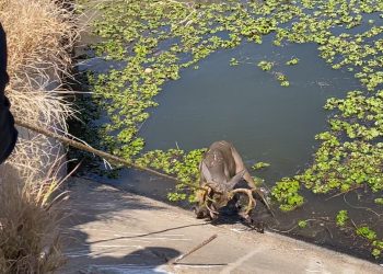 Policía Estatal rescata a venado atrapado en canal de riego en Huatabampo.