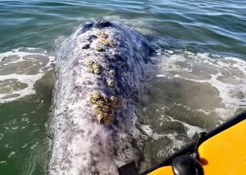 Piden proteger a una juvenil ballena gris y evitar acercamiento en aguas de San Carlos