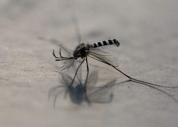 Reportan 2 mil 432 casos confirmados de dengue