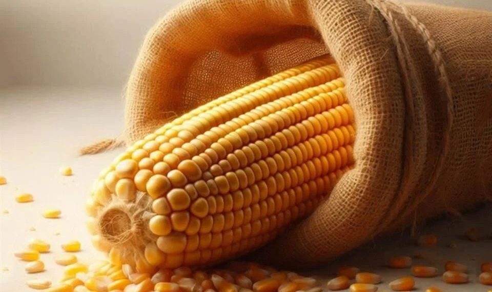 Cae 21% en 2 años producción de maíz