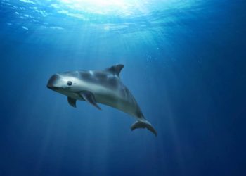 Proyecto Saguaro: cinco juicios de amparo en su contra impiden su construcción, informó ASEA