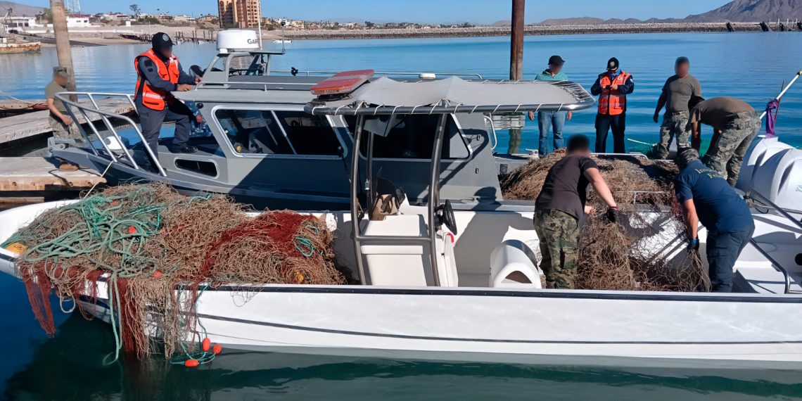 Gobierno de México retira 6 mil metros de redes ilegales de enmalle y libera diez totoabas y dos tortugas en el Alto Golfo de California