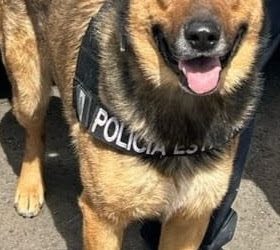 Binomio canino del Gobierno de Sonora generan resultados en operativo de Hermosillo