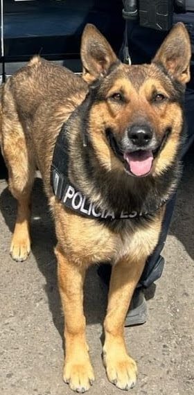 Binomio canino del Gobierno de Sonora generan resultados en operativo de Hermosillo