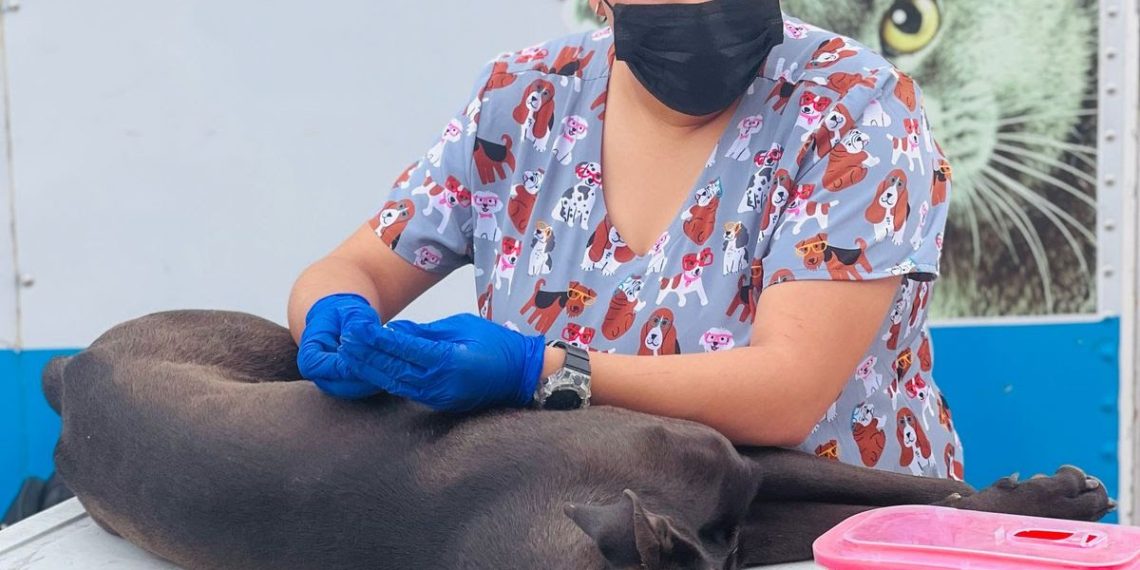 Lleva Gobierno de Sonora servicios en beneficio de animales de compañía en Punta Chueca