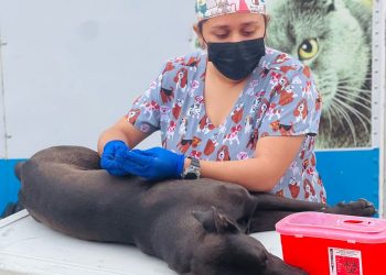Lleva Gobierno de Sonora servicios en beneficio de animales de compañía en Punta Chueca