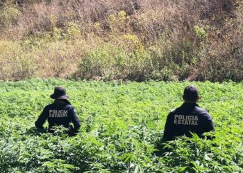 Grupos especializados de la SSP del Gobierno de Sonora localizan y destruyen plantíos de marihuana en Álamos