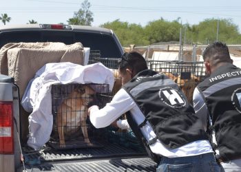Apoya Protección y Bienestar Animal en el traslado de perros rescatados a albergue que buscan un hogar definitivo