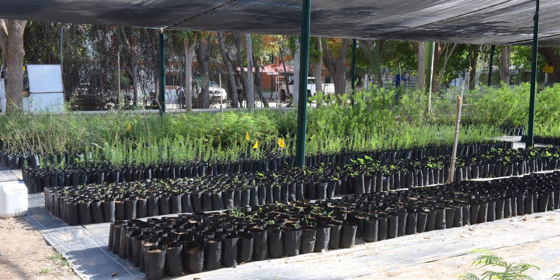 Donarán árboles nativos este viernes