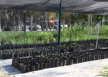 Donarán árboles nativos este viernes