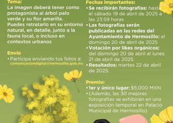 Invita Ayuntamiento de Hermosillo a participar con la mejor fotografía del árbol de Palo Verde