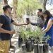 Reciben ciudadanos árboles nativos en campaña gratuita del Vivero Municipal