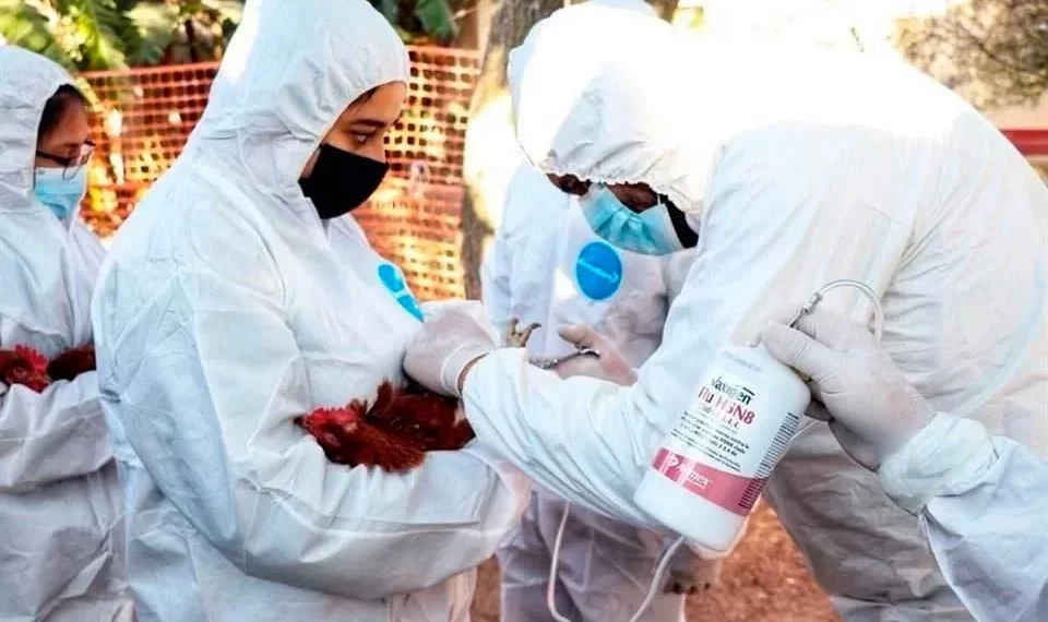 Confirma Ssa primer caso humano de influenza aviar A (H5N1)